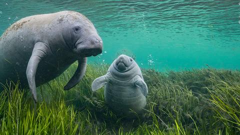 Spielende Seekühe (?) Foto von Jason Gulley - Wildlife Photographer of the Year - im Hessischen Landesmuseum Darmstadt