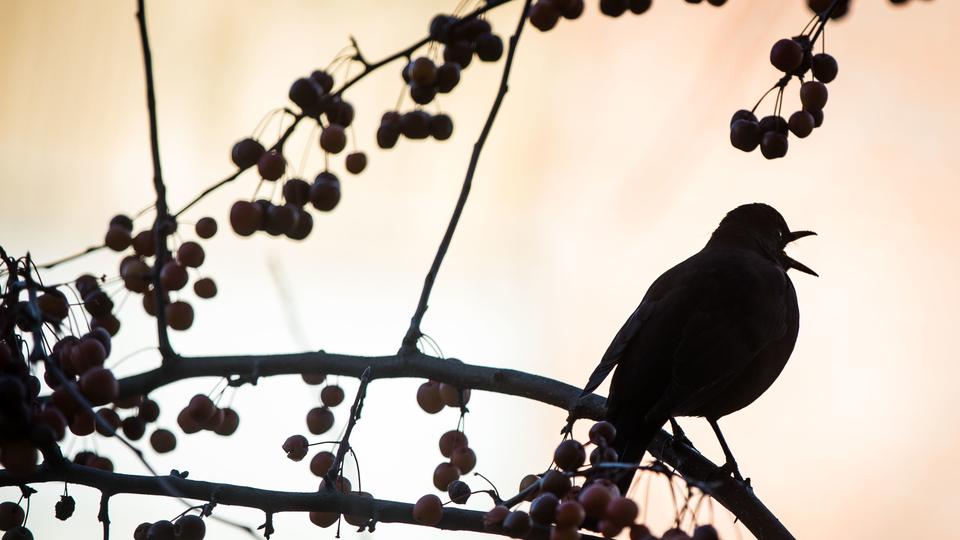 V&ouml;gel zwitschern nicht mehr