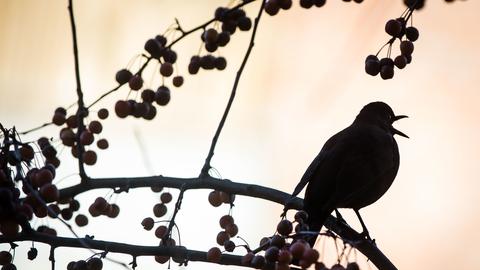 Vogel sitzt auf Ast und singt 