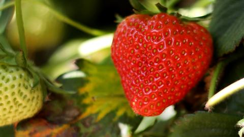 Eine Erdbeere hängt am 20.05.2014 auf ein Erdbeerfeld in Datteln (Nordrhein-Westfalen) neben weißen unreifen Erdbeeren.