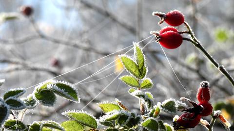 Frost im Wald