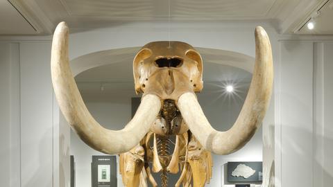 Hessisches Landesmuseum Darmstadt, Peale's Mastodon, Mammut americanum