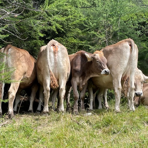 Kühe auf der Alm in Maloja/Schweiz