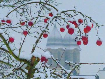 Äpfelbaum im Schnee